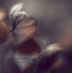 Print, Vergängliche Schönheit in sanftem Licht, Christina Lourenço