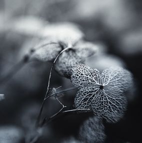 Print, Zerbrechliche Eleganz des Verfalls, Christina Lourenço
