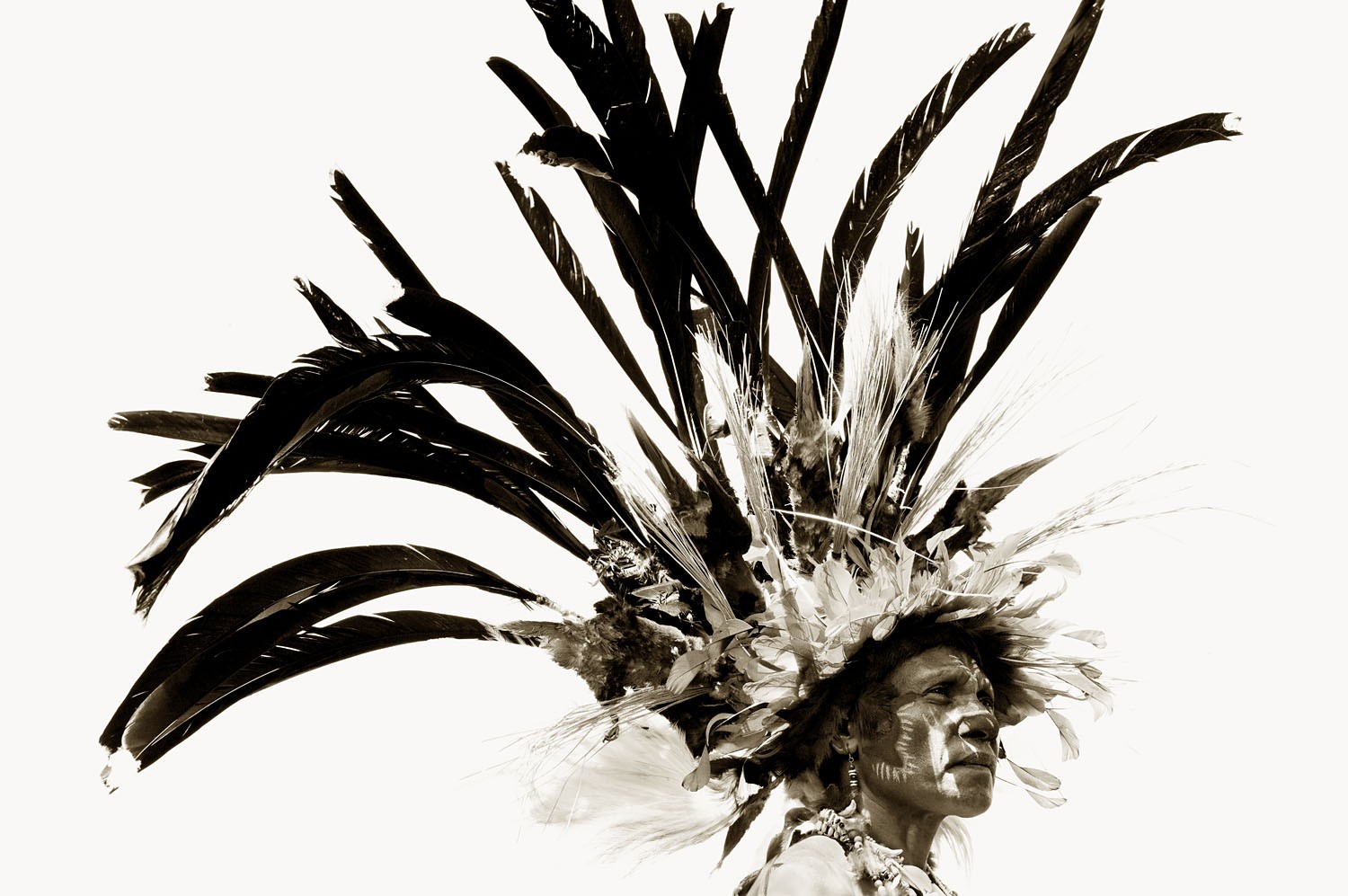 Stuart Redler, Bird of Paradise Stuart Redler, Bird of Paradise