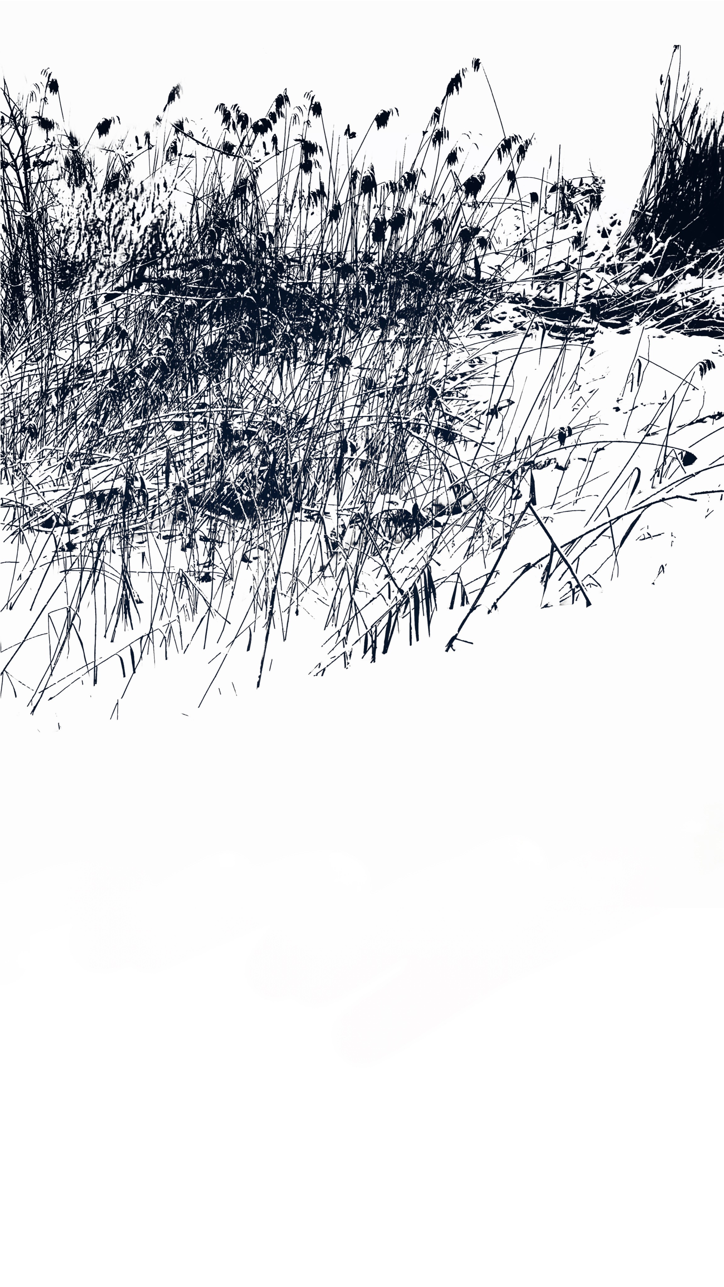 Adrianna MJW, Photographie fine art d'inspiration japonaise - Ashi Yuki : Herbes enneigées / paysages minimaliste noir et blanc. Adrianna MJW, Photographie fine art d'inspiration japonaise - Ashi Yuki : Herbes enneigées / paysages minimaliste noir et blanc.