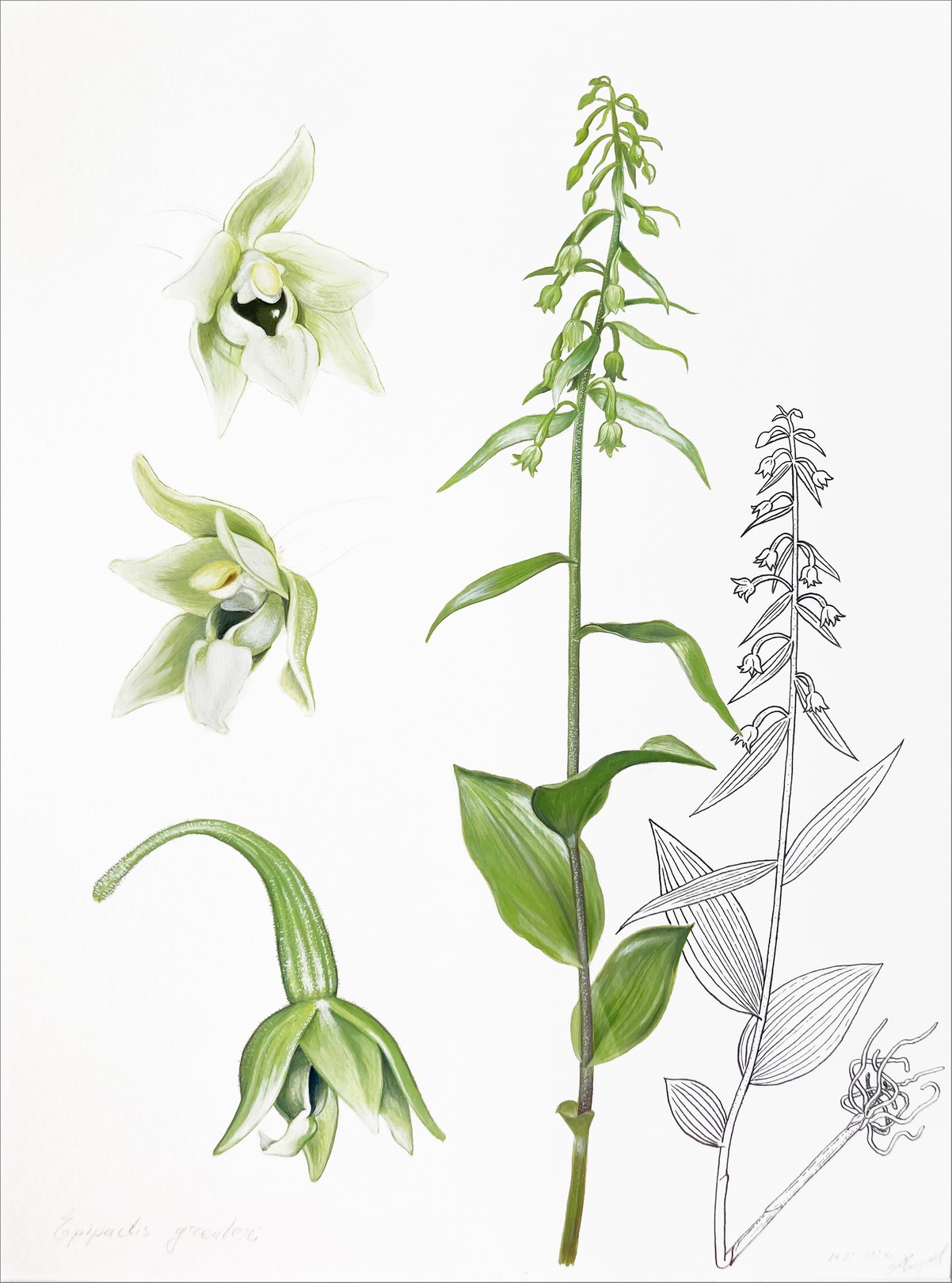 Lyuben Domozetski, Illustration of Epipactis greuteri Lyuben Domozetski, Illustration of Epipactis greuteri