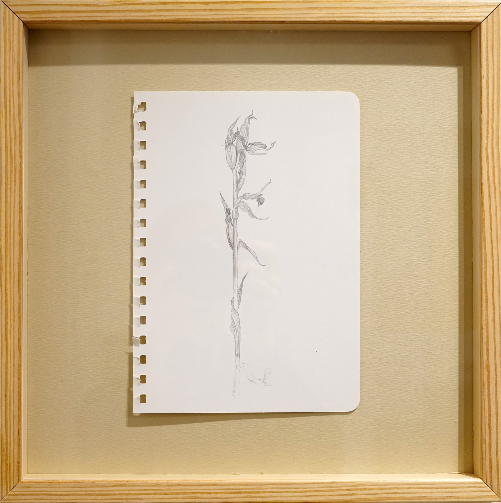 Lyuben Domozetski, Drawing of Dried Serapias 1 Lyuben Domozetski, Drawing of Dried Serapias 1