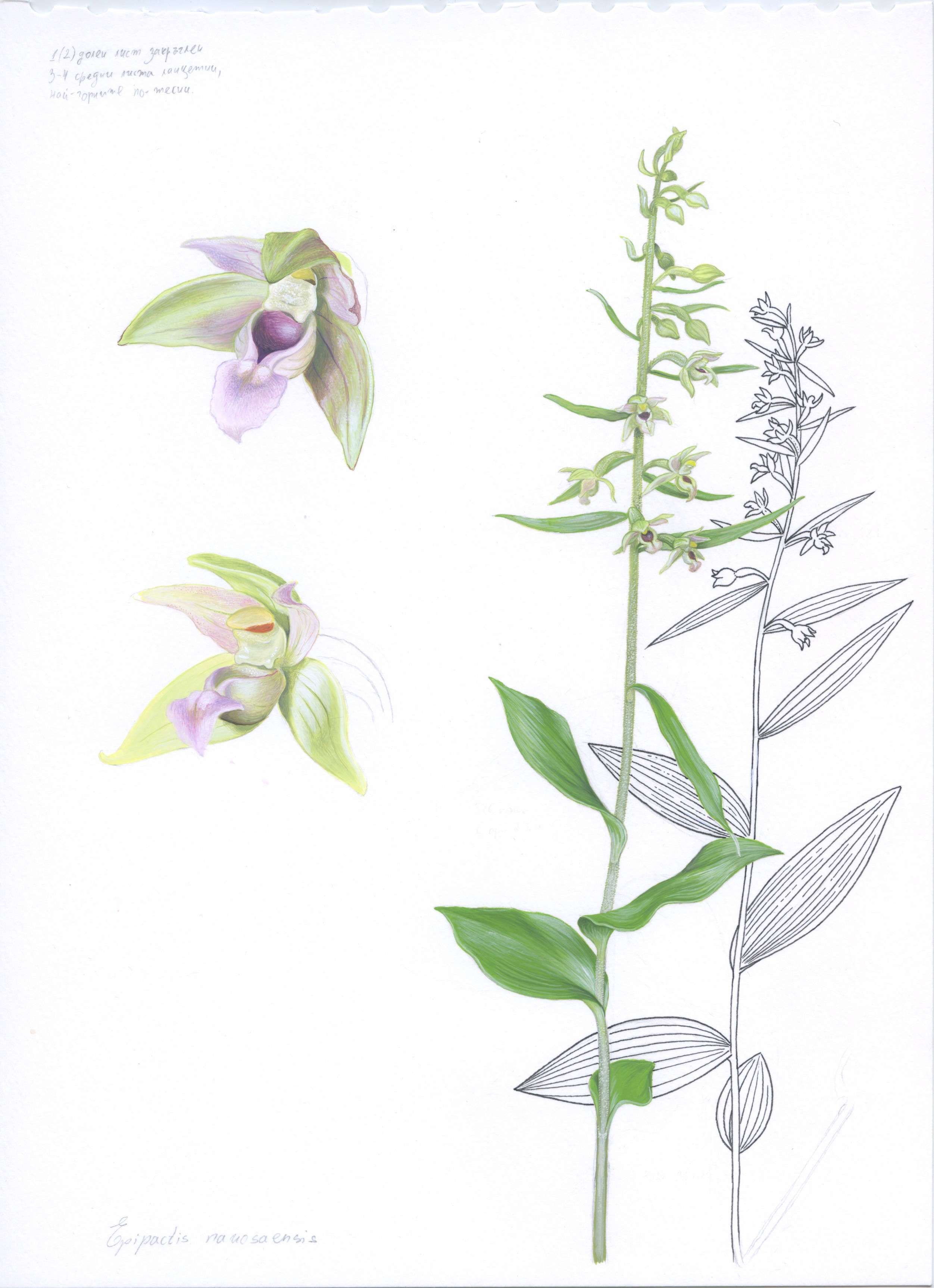 Lyuben Domozetski, Illustration of Epipactis nauosaensis Lyuben Domozetski, Illustration of Epipactis nauosaensis