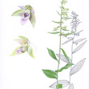 Dessin, Illustration of Epipactis nauosaensis, Lyuben Domozetski