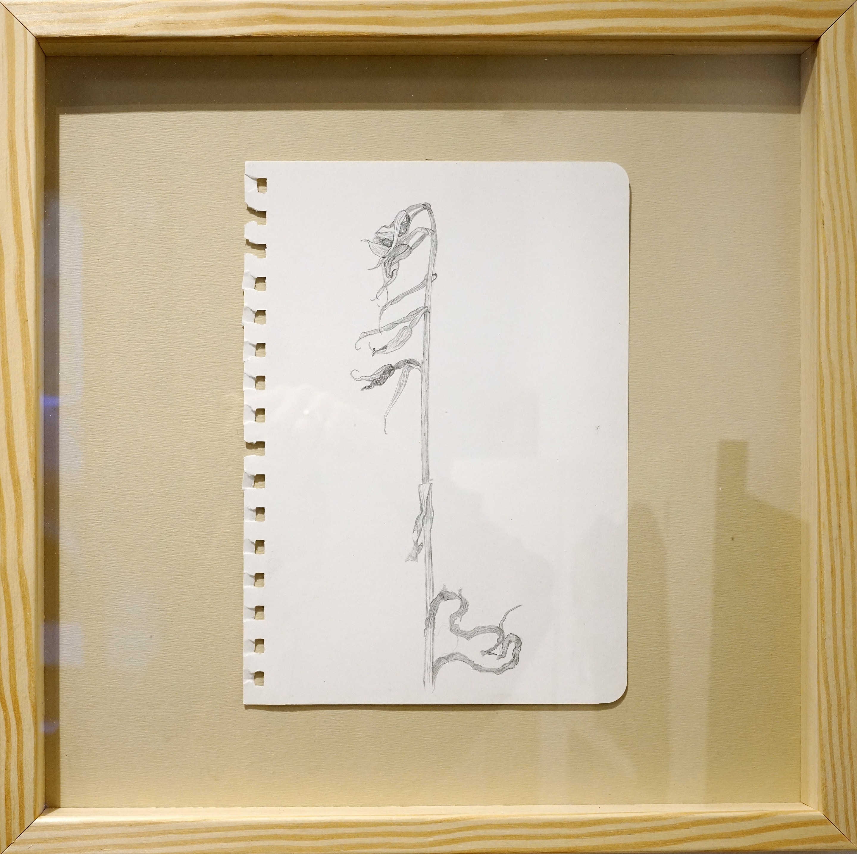 Lyuben Domozetski, Drawing of Dried Serapias 2 Lyuben Domozetski, Drawing of Dried Serapias 2