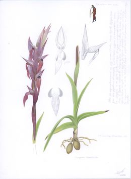 Dessin, Illustration of Serapias vomeracea, Lyuben Domozetski