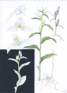 Dessin, Illustration of Cephalanthera damasonium, Lyuben Domozetski