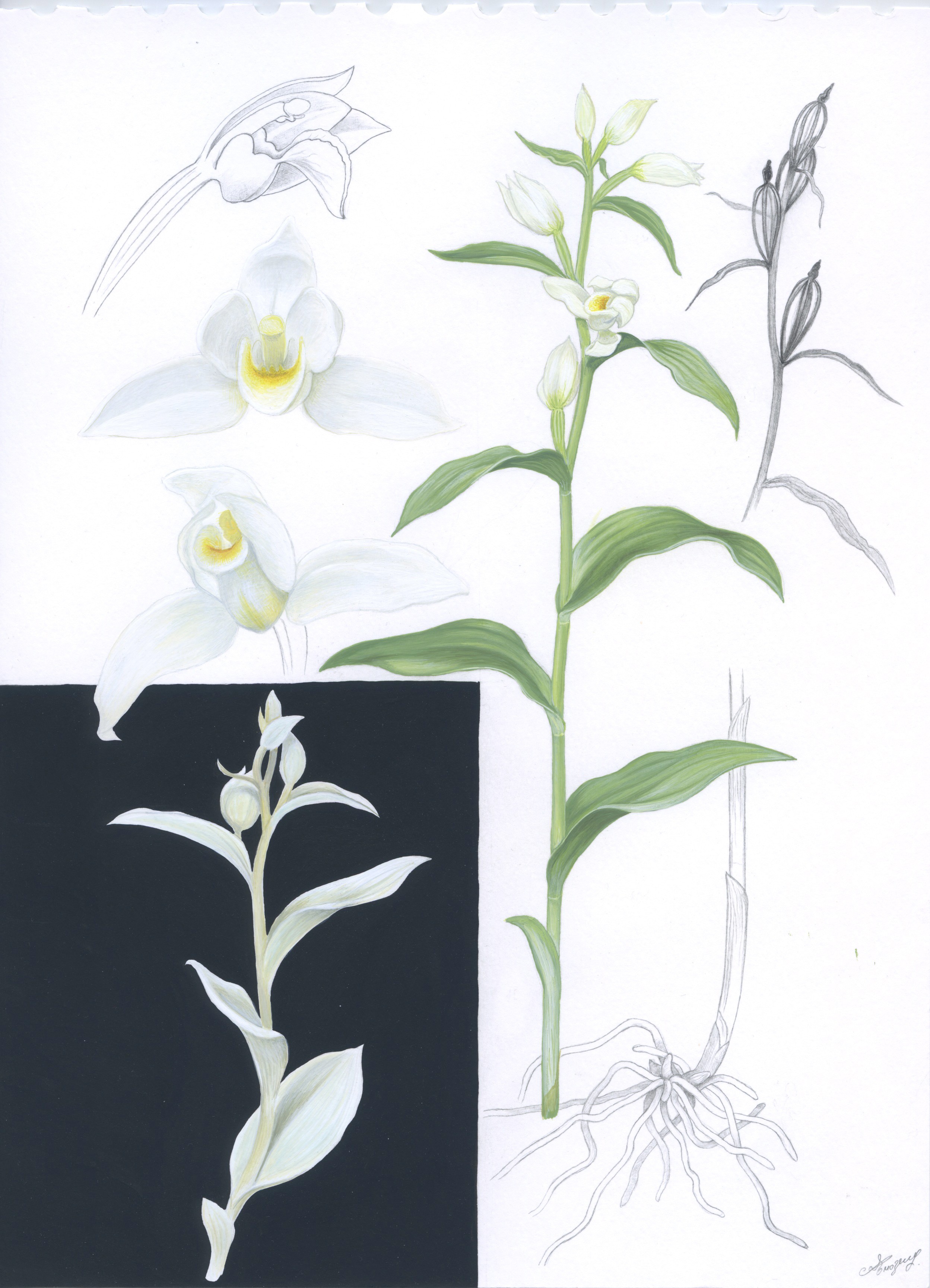 Lyuben Domozetski, Illustration of Cephalanthera damasonium Lyuben Domozetski, Illustration of Cephalanthera damasonium