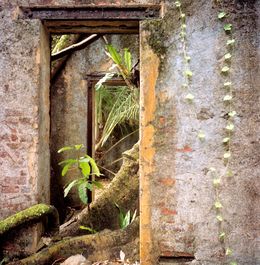 Photographie, Rooted, Kiritin Beyer