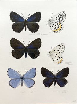 Dessin, Illustrations of Lycaenidae, Lyuben Domozetski