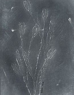 Peinture, Tulips in Grey, Irena Tone