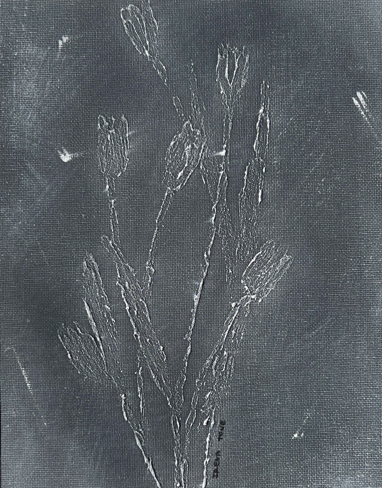 Irena Tone, Tulips in Grey Irena Tone, Tulips in Grey