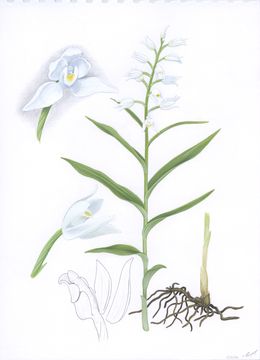 Dessin, Illustration of Cephalanthera longifolia, Lyuben Domozetski