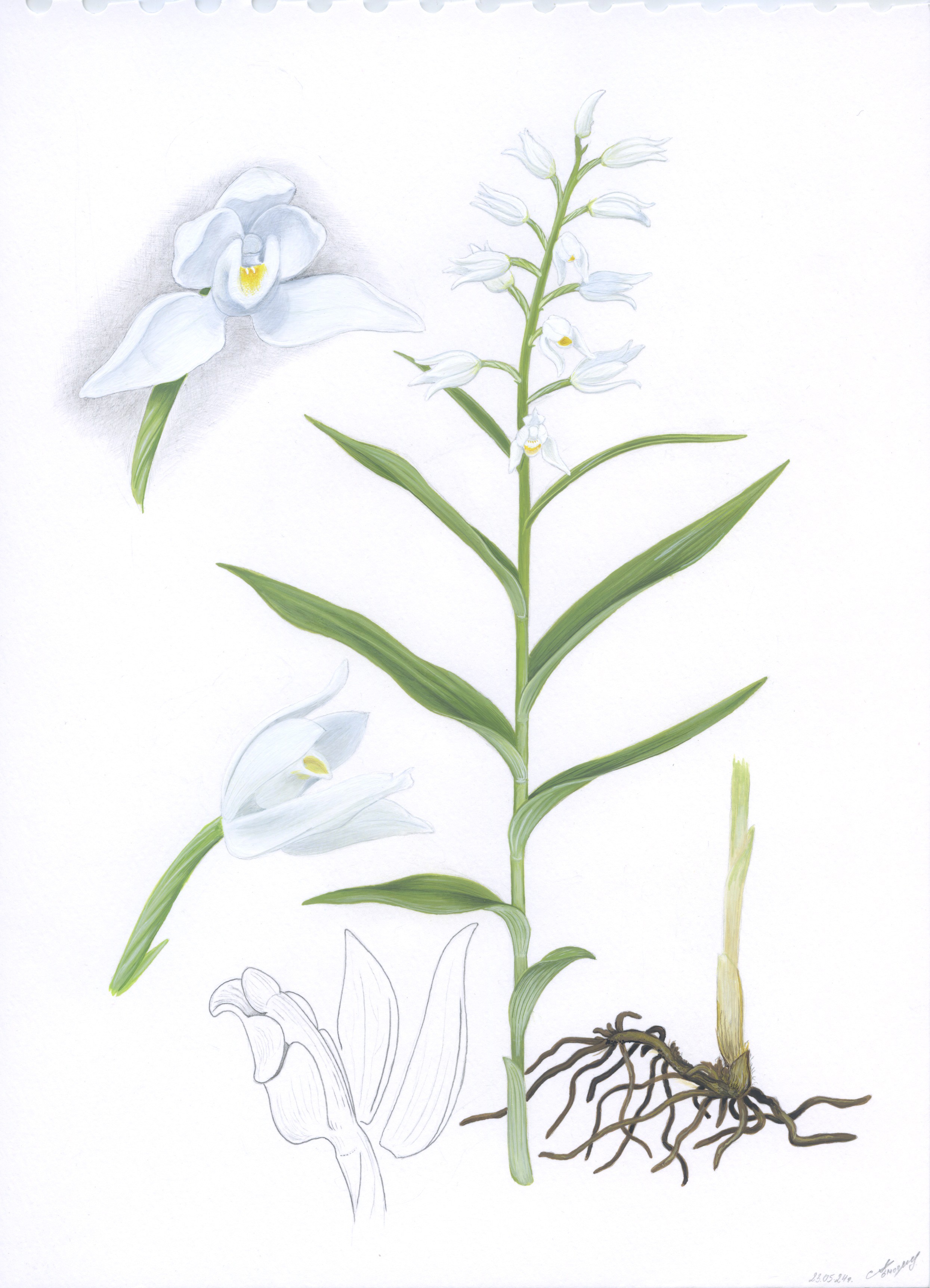 Lyuben Domozetski, Illustration of Cephalanthera longifolia Lyuben Domozetski, Illustration of Cephalanthera longifolia