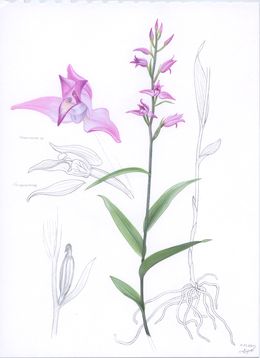 Dessin, Illustration of Cephalanthera rubra, Lyuben Domozetski