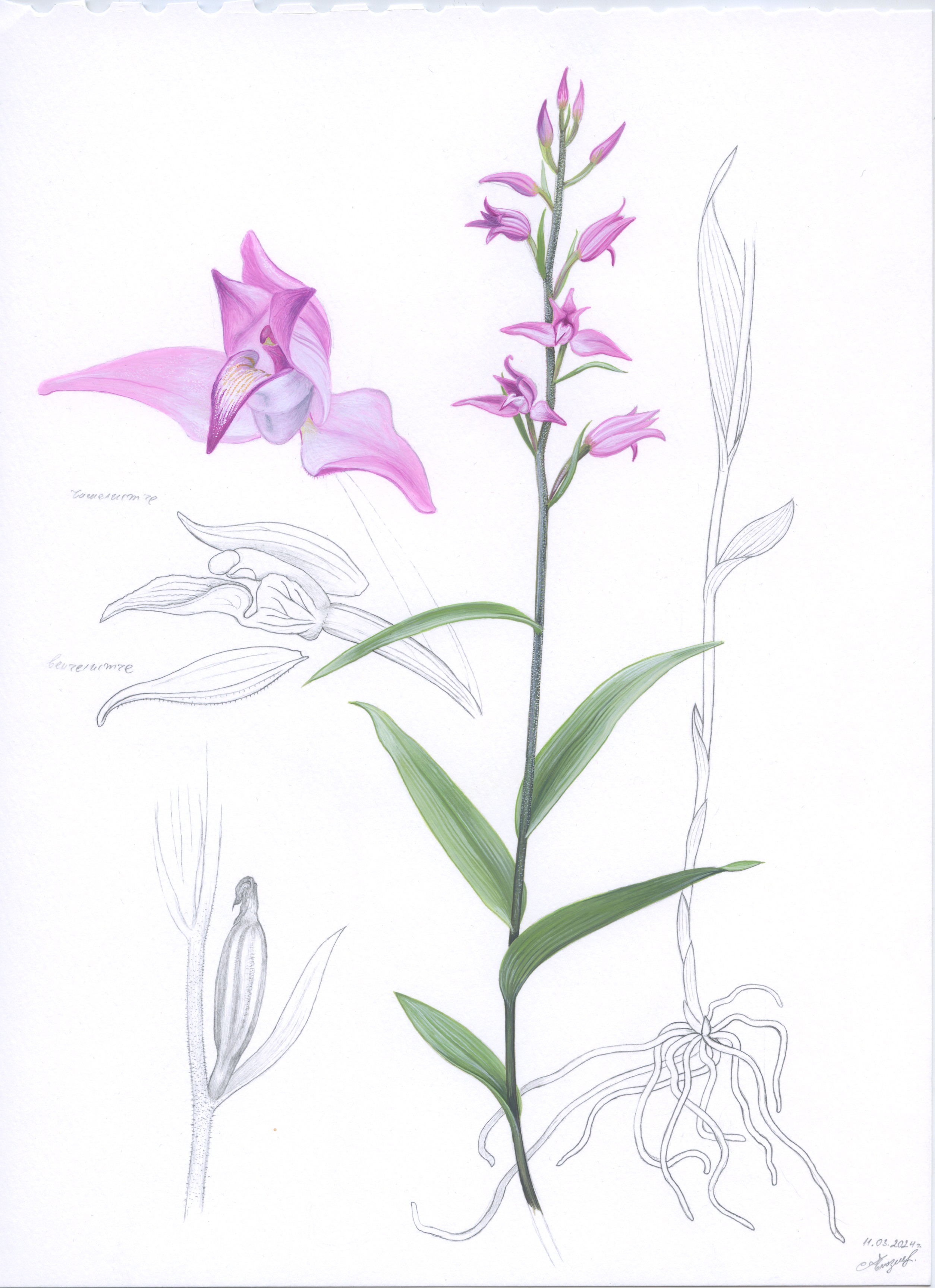 Lyuben Domozetski, Illustration of Cephalanthera rubra Lyuben Domozetski, Illustration of Cephalanthera rubra