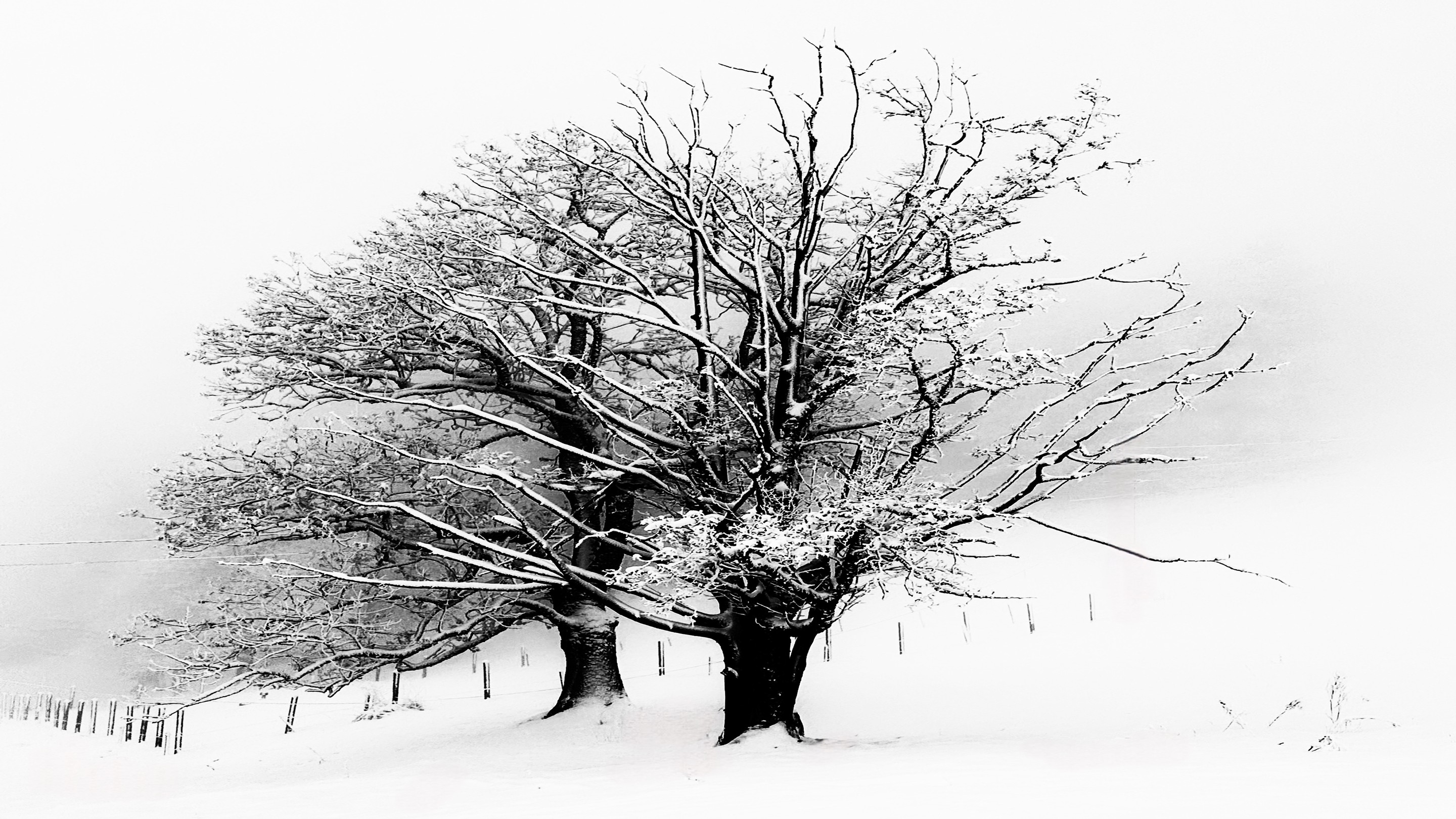 Adrianna MJW, Le silence a une couleur : blanc Adrianna MJW, Le silence a une couleur : blanc