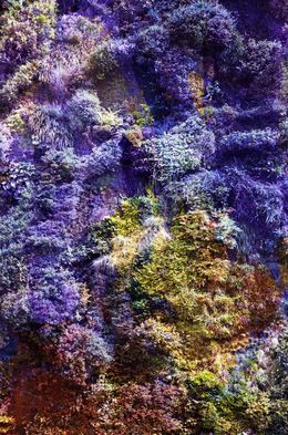 Photography, Wall of Nature XXXII (XXL Edition), Viet Ha Tran