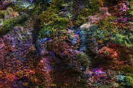 Photography, Wall of Nature XXXVI (XXL Edition)., Viet Ha Tran