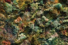 Photography, Wall of Nature XXXV (XXL Edition), Viet Ha Tran