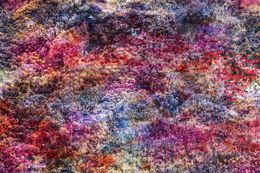Photography, Wall of Nature XXVII (XXL Edition)., Viet Ha Tran