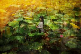 Photography, The lotus song, Viet Ha Tran