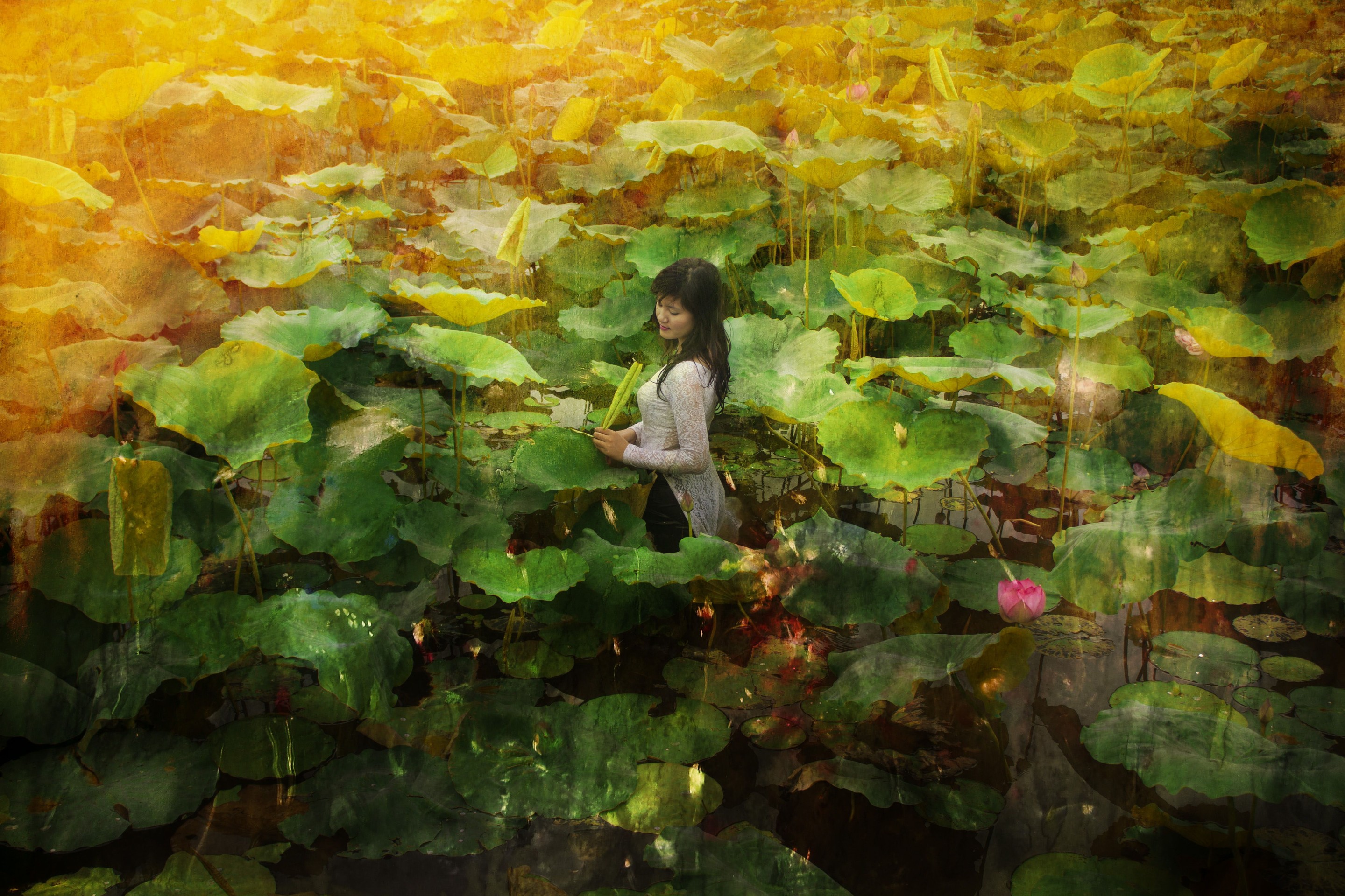 Viet Ha Tran, The lotus song Viet Ha Tran, The lotus song