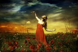 Photography, Summer on the poppy field, Viet Ha Tran