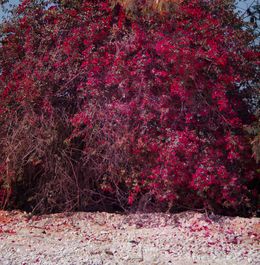 Fotografien, Red flowers in Egypt, Viet Ha Tran