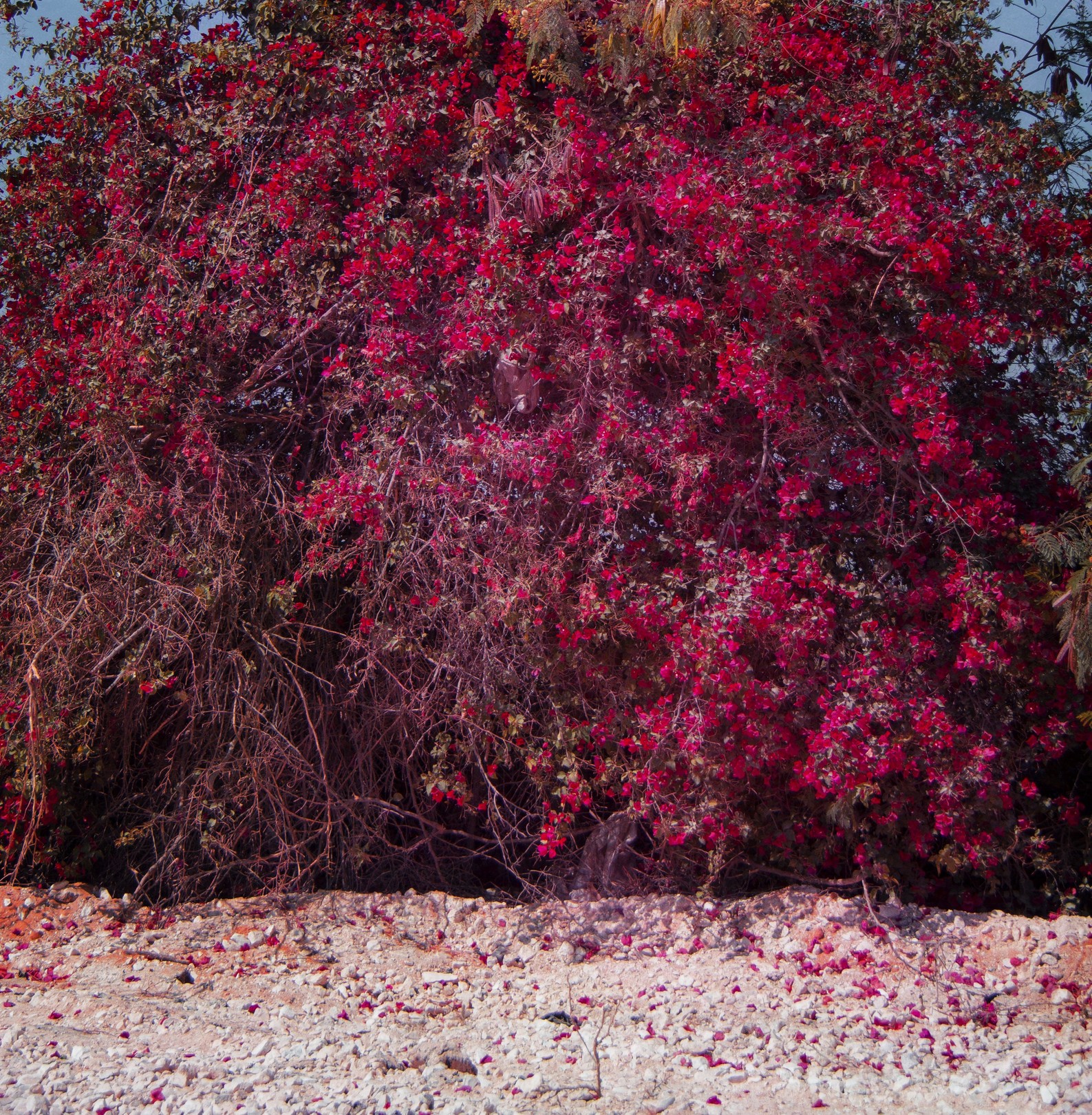 Viet Ha Tran, Red flowers in Egypt Viet Ha Tran, Red flowers in Egypt