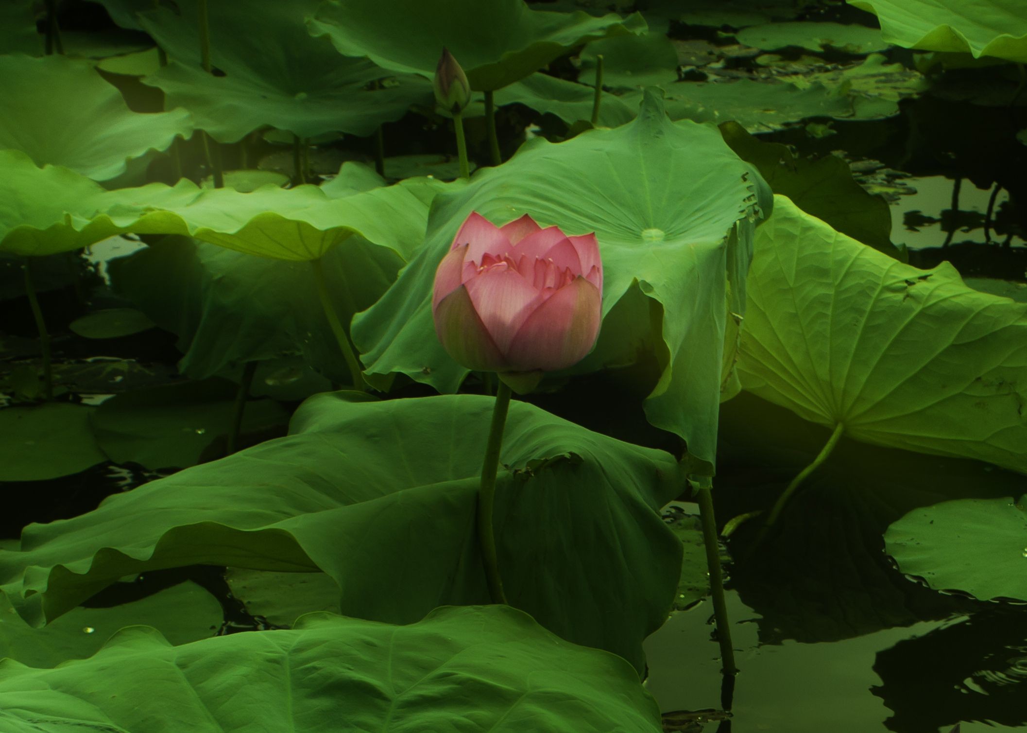 Viet Ha Tran, The lotus flower Viet Ha Tran, The lotus flower