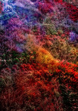 Photography, Wall of Nature XIII, Viet Ha Tran