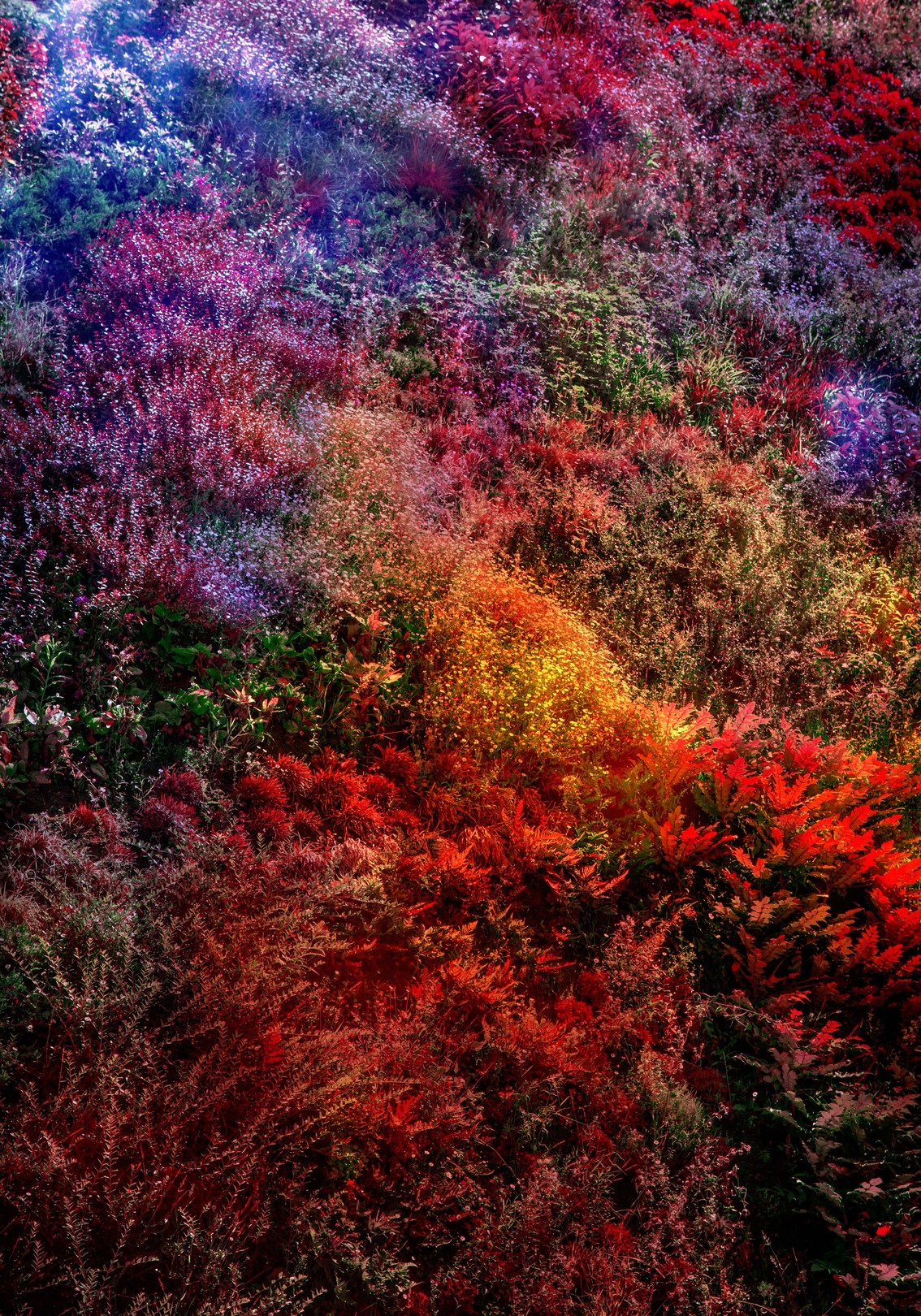 Viet Ha Tran, Wall of Nature XIII Viet Ha Tran, Wall of Nature XIII
