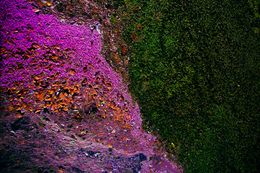 Photography, Ecosystem IV, Viet Ha Tran