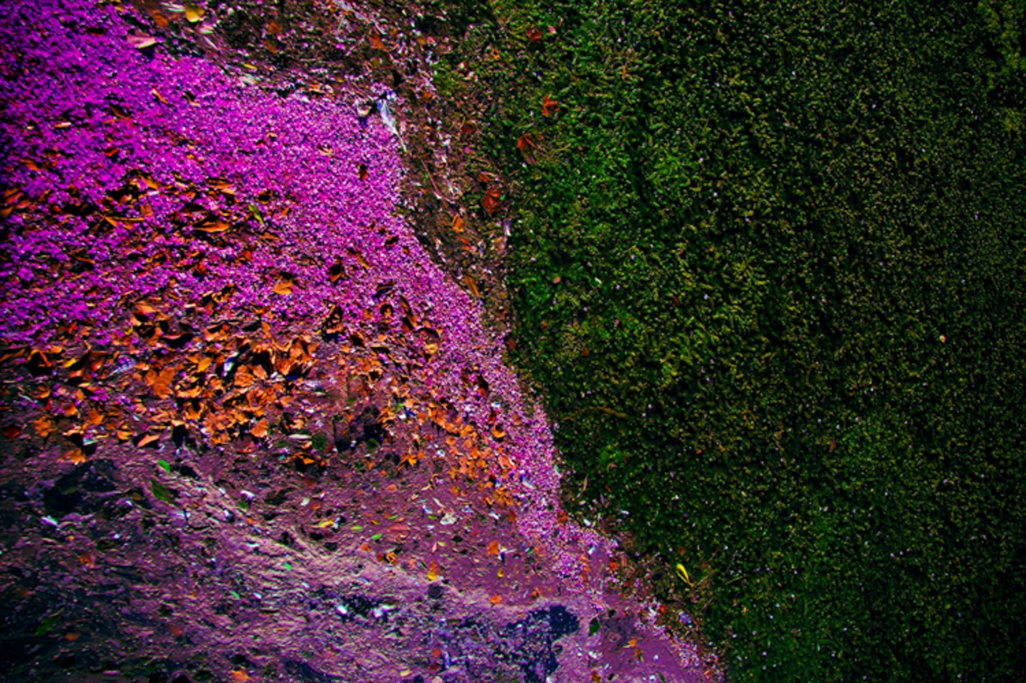 Viet Ha Tran, Ecosystem IV Viet Ha Tran, Ecosystem IV