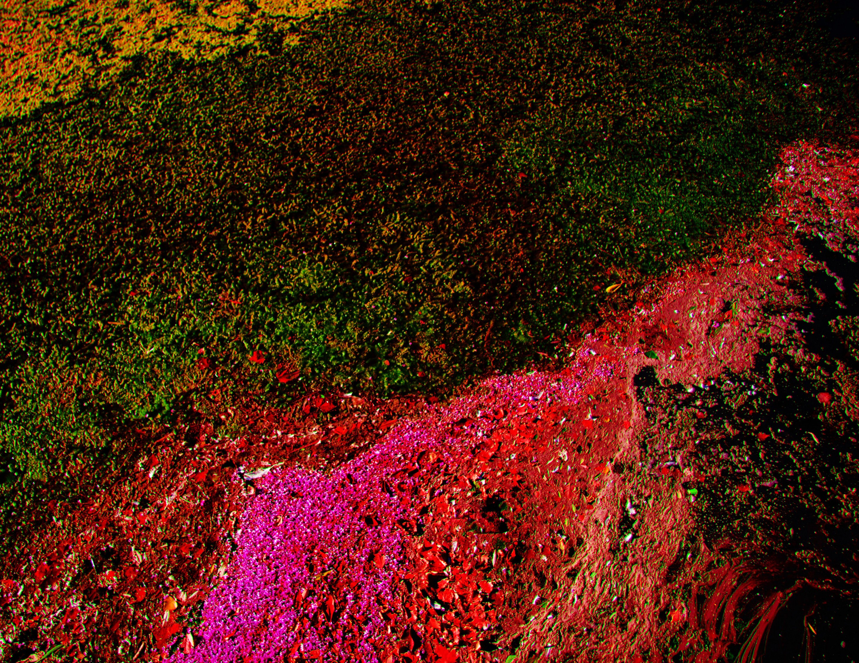 Viet Ha Tran, Ecosystem I Viet Ha Tran, Ecosystem I