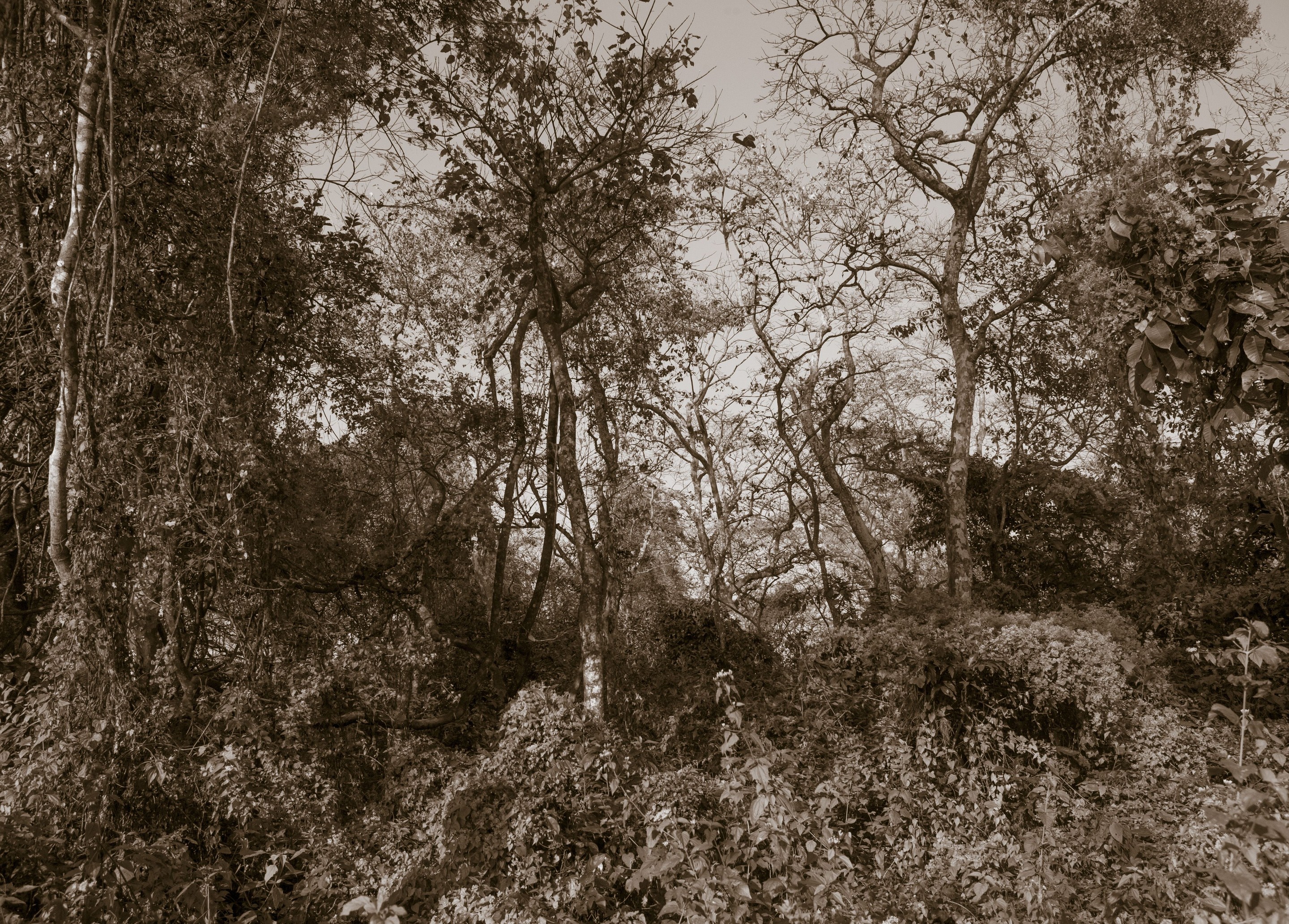 Viet Ha Tran, The Soul of Trees II Viet Ha Tran, The Soul of Trees II