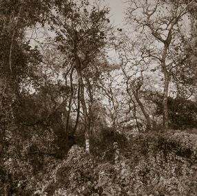 Print, The Soul of Trees II, Viet Ha Tran