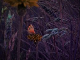 Édition, Butterfly, Andrea Hajtmánková