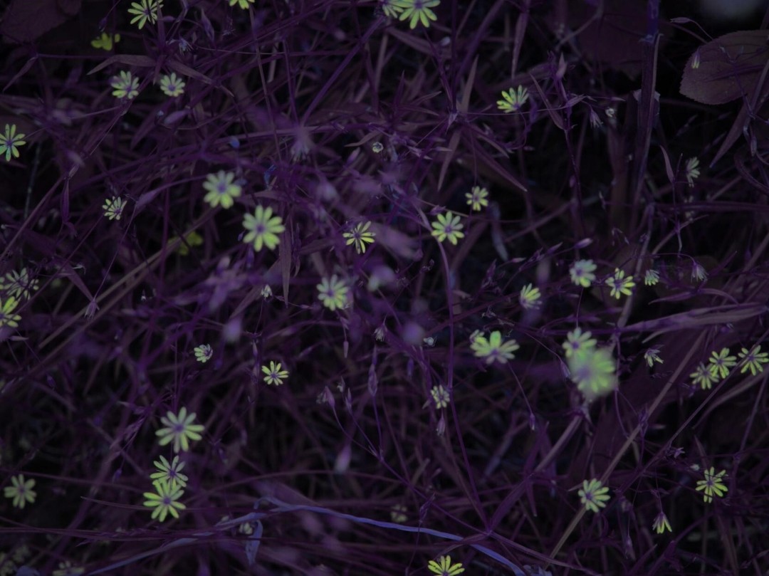 Andrea Hajtmánková, Flowers Andrea Hajtmánková, Flowers