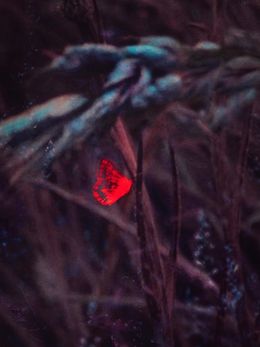 Fotografien, Butterfly II, Andrea Hajtmánková