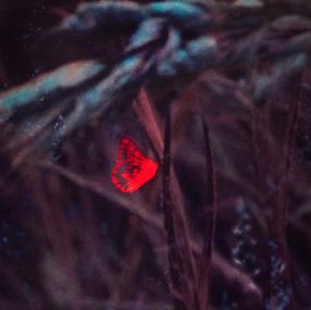 Fotografien, Butterfly II, Andrea Hajtmánková
