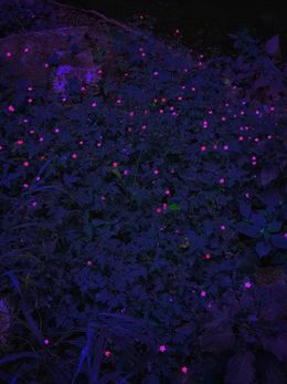 Photographie, Flowers II, Andrea Hajtmánková