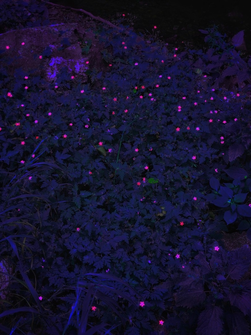Andrea Hajtmánková, Flowers II Andrea Hajtmánková, Flowers II