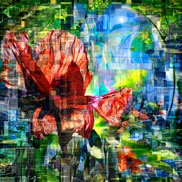 Photography, Poppy, Hélène Hubert