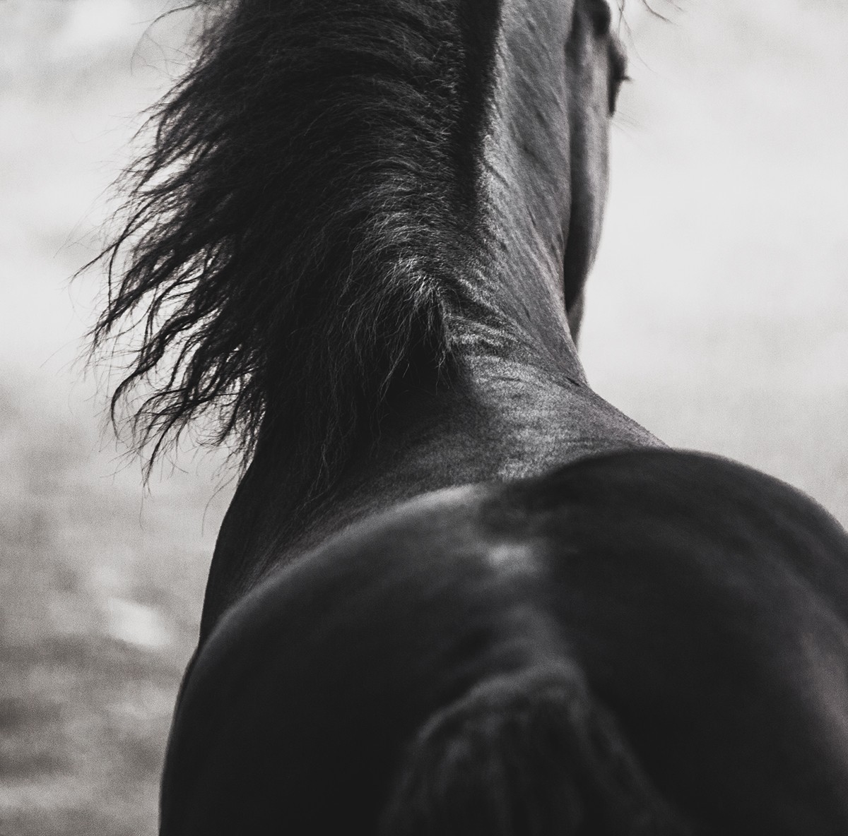 Amrita Bilimoria, Dark Horse Amrita Bilimoria, Dark Horse