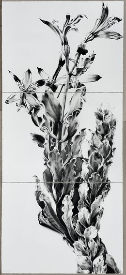 Fine Art Drawings, Alstroemeria werdermannii, Catalina Baraona Molina