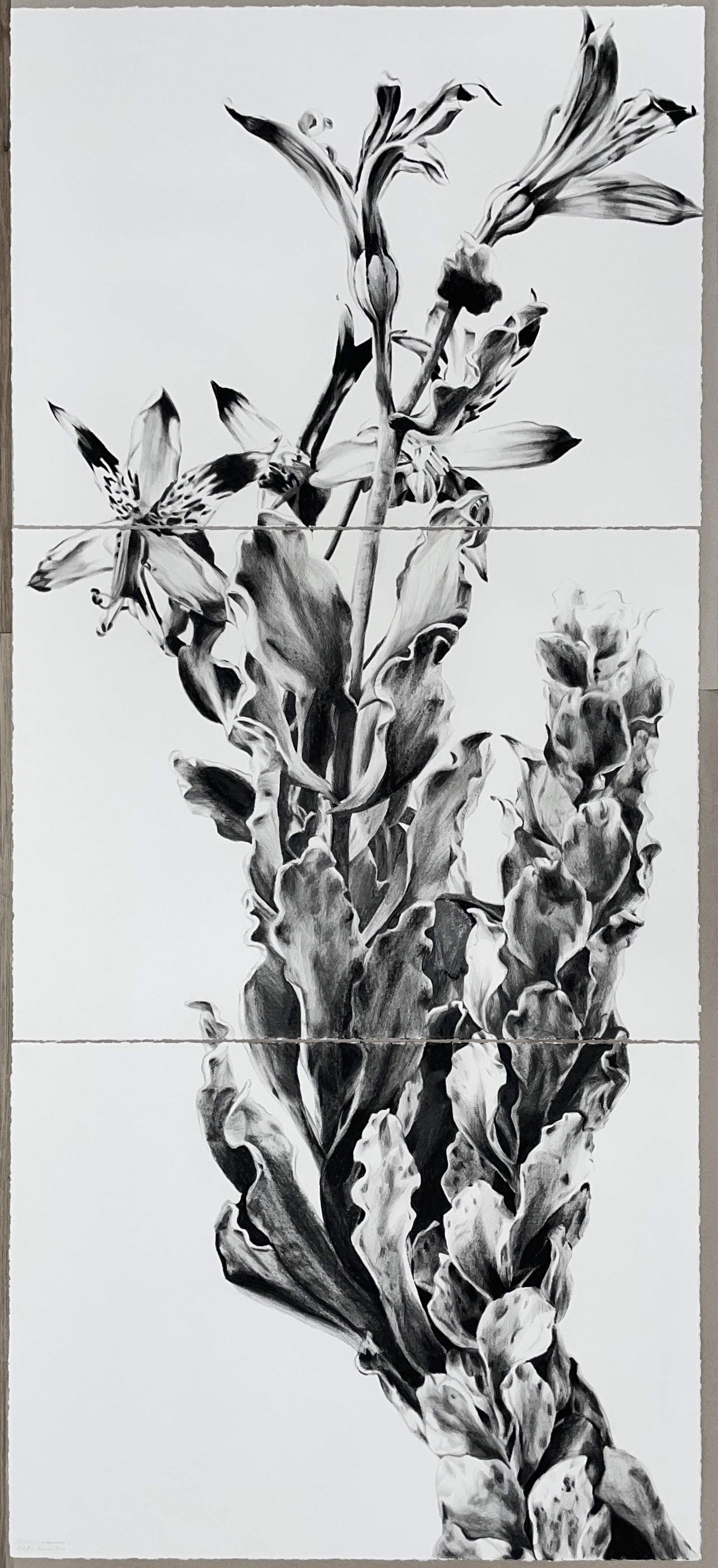 Catalina Baraona Molina, Alstroemeria werdermannii Catalina Baraona Molina, Alstroemeria werdermannii