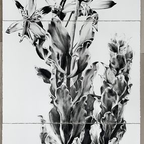Zeichnungen, Alstroemeria werdermannii, Catalina Baraona Molina