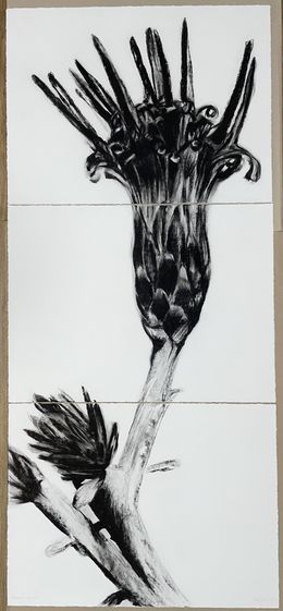 Fine Art Drawings, Aphillocladus denticulatus, Catalina Baraona Molina